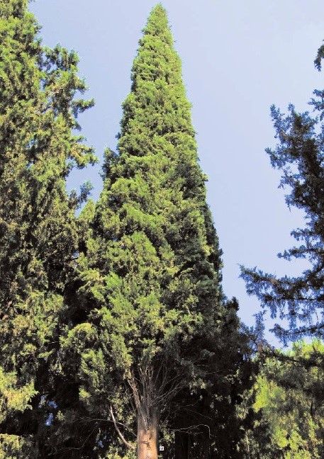Akdeniz Servisi (Cupressus sempervirens L. (Cupressaceae) (Kaynak: OGM)